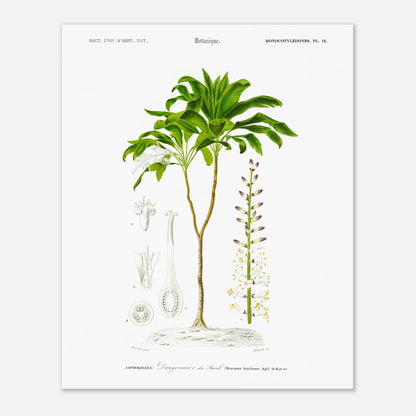 Illustration botanique : Dragonnier du Br&eacute;sil par Charles d'Orbigny (40x50 cm). Planche botanique du Dictionnaire Universel d'Histoire Naturelle de Charles d'Orbigny, représentant le Dragonnier du Brésil (Dracaena brasiliensis).