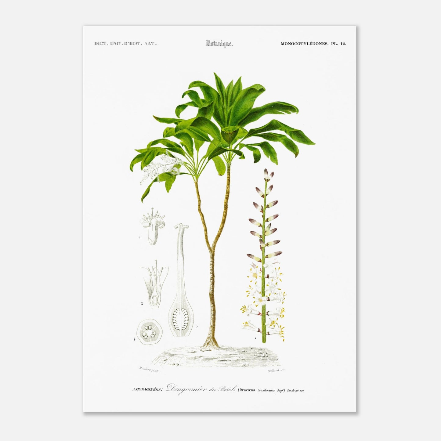 Illustration botanique : Dragonnier du Br&eacute;sil par Charles d'Orbigny (42x59,4 cm (A2)). Planche botanique du Dictionnaire Universel d'Histoire Naturelle de Charles d'Orbigny, représentant le Dragonnier du Brésil (Dracaena brasiliensis).