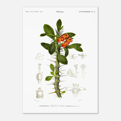 Illustration botanique ancienne : Euphorbe brillante par d'Orbigny (29,7x42 cm (A3)). Planche botanique ancienne représentant une plante à fleurs orange vif et à tiges épineuses, avec des illustrations détaillées de ses différentes parties.