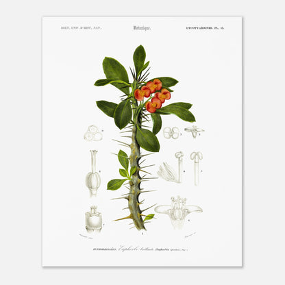 Illustration botanique ancienne : Euphorbe brillante par d'Orbigny (40x50 cm). Planche botanique ancienne représentant une plante à fleurs orange vif et à tiges épineuses, avec des illustrations détaillées de ses différentes parties.