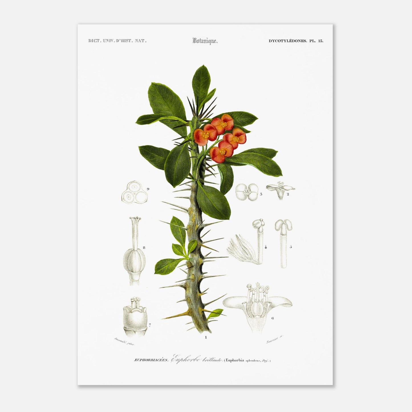 Illustration botanique ancienne : Euphorbe brillante par d'Orbigny (42x59,4 cm (A2)). Planche botanique ancienne représentant une plante à fleurs orange vif et à tiges épineuses, avec des illustrations détaillées de ses différentes parties.
