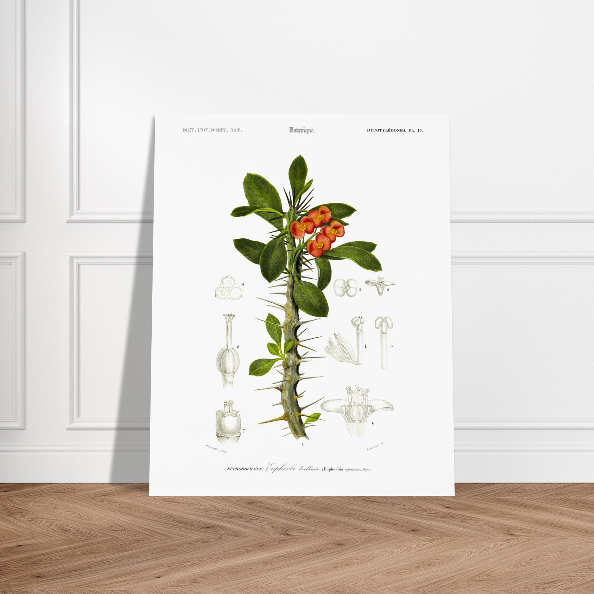 Illustration botanique ancienne : Euphorbe brillante par d'Orbigny. Planche botanique ancienne représentant une plante à fleurs orange vif et à tiges épineuses, avec des illustrations détaillées de ses différentes parties. Image d'illustration 5