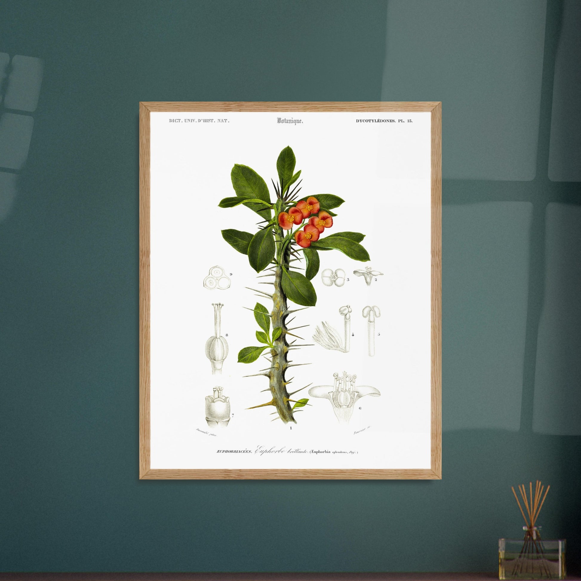 Illustration botanique ancienne : Euphorbe brillante par d'Orbigny. Planche botanique ancienne représentant une plante à fleurs orange vif et à tiges épineuses, avec des illustrations détaillées de ses différentes parties. Image d'illustration 6