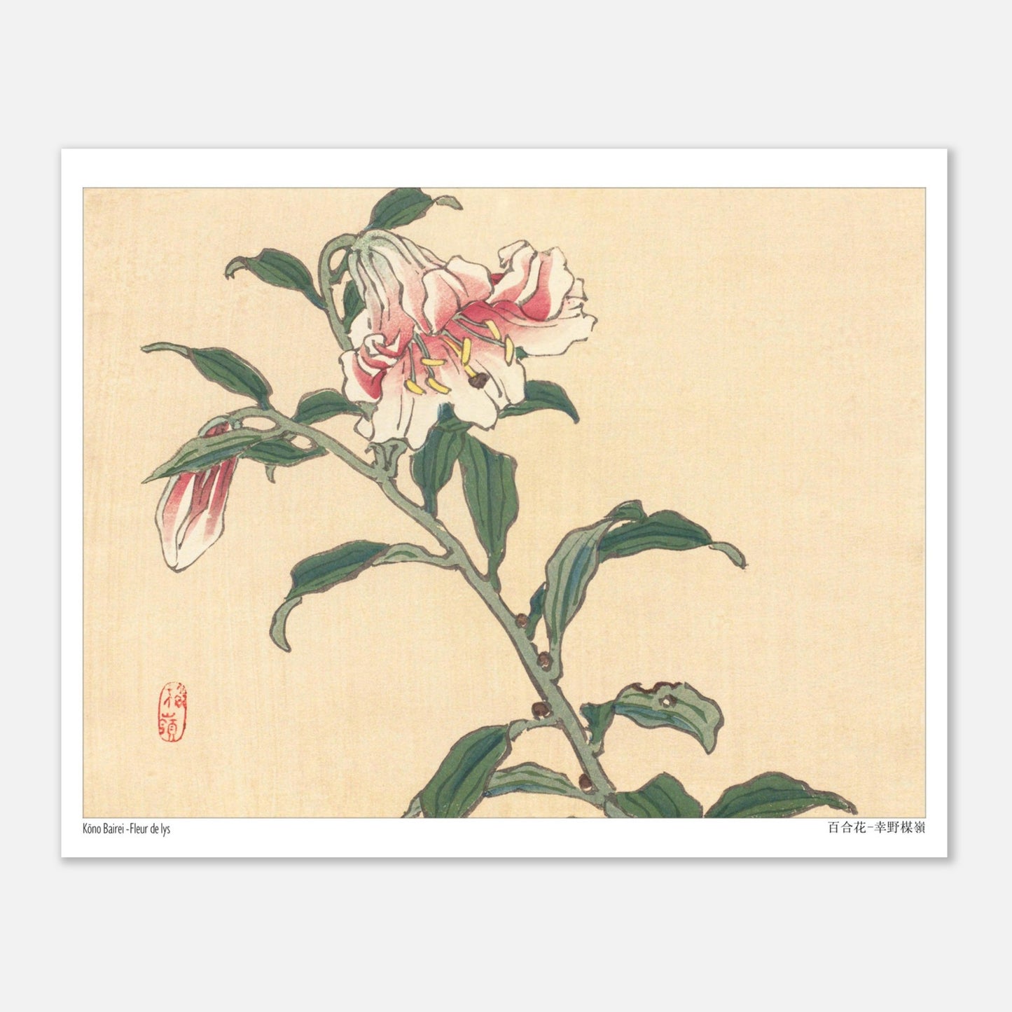 Illustration botanique d'une Fleur de Lys par Kōno Bairei (20x25 cm). Illustration botanique d'une fleur de lys rose et blanche, dessinée par Kōno Bairei sur fond beige, avec des feuilles vertes et une tige.