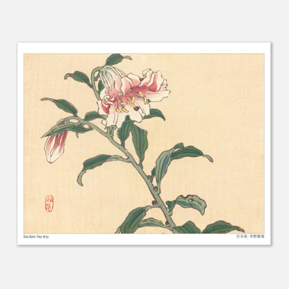Illustration botanique d'une Fleur de Lys par Kōno Bairei (20x25 cm). Illustration botanique d'une fleur de lys rose et blanche, dessinée par Kōno Bairei sur fond beige, avec des feuilles vertes et une tige.