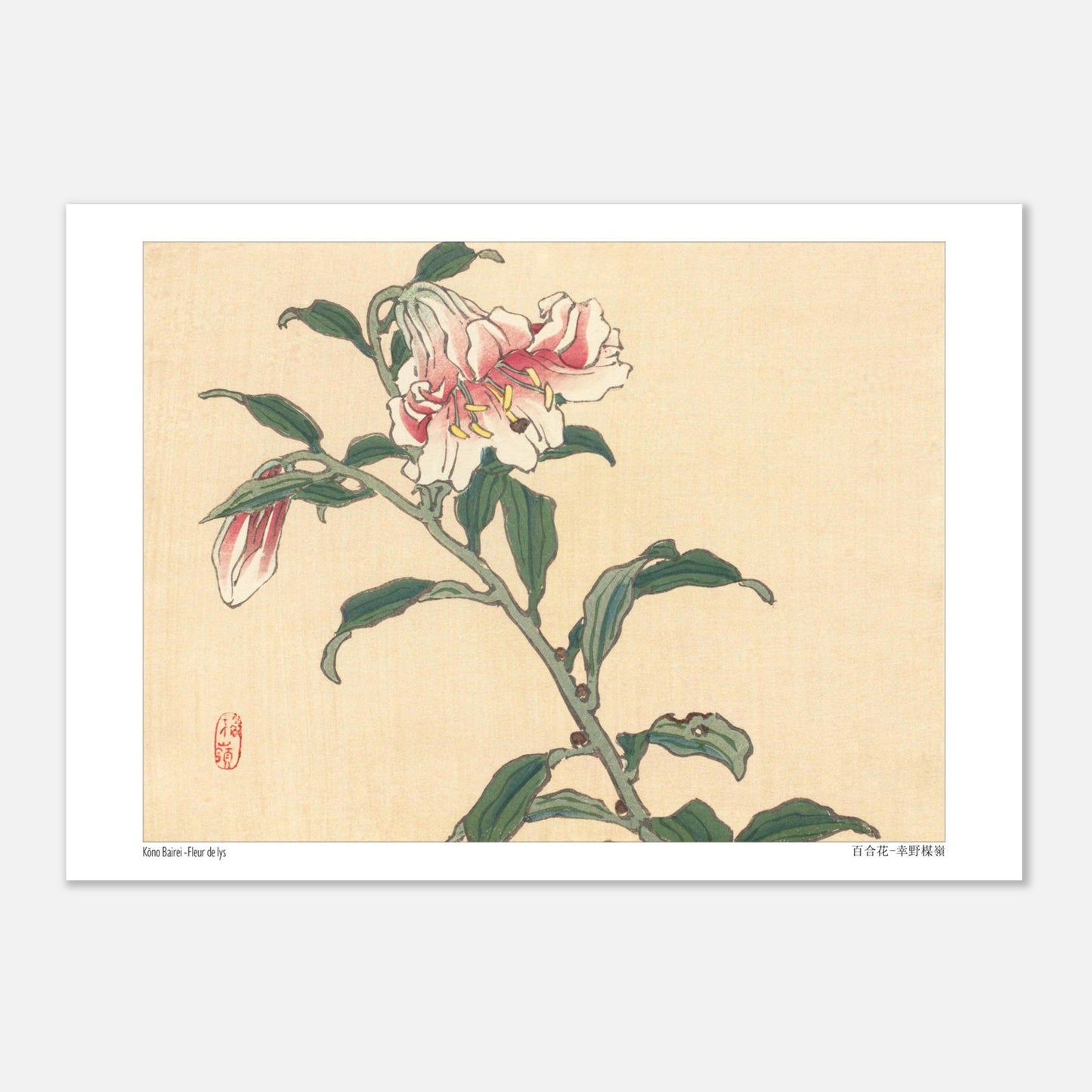Illustration botanique d'une Fleur de Lys par Kōno Bairei (21x29,7 cm (A4)). Illustration botanique d'une fleur de lys rose et blanche, dessinée par Kōno Bairei sur fond beige, avec des feuilles vertes et une tige.