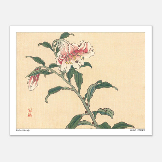 Illustration botanique d'une Fleur de Lys par Kōno Bairei (27x35 cm). Illustration botanique d'une fleur de lys rose et blanche, dessinée par Kōno Bairei sur fond beige, avec des feuilles vertes et une tige.