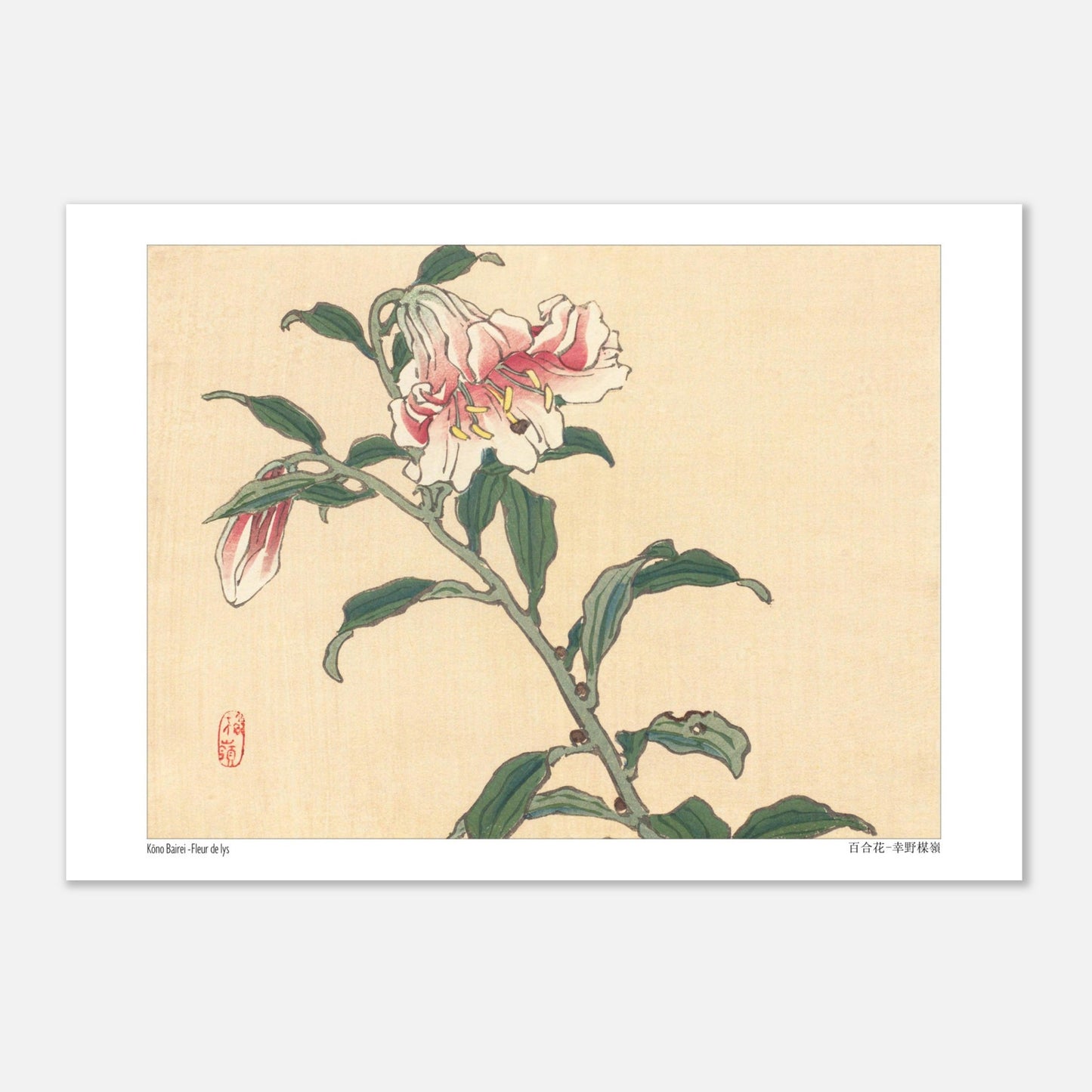 Illustration botanique d'une Fleur de Lys par Kōno Bairei (29,7x42 cm (A3)). Illustration botanique d'une fleur de lys rose et blanche, dessinée par Kōno Bairei sur fond beige, avec des feuilles vertes et une tige.