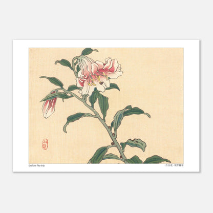 Illustration botanique d'une Fleur de Lys par Kōno Bairei (29,7x42 cm (A3)). Illustration botanique d'une fleur de lys rose et blanche, dessinée par Kōno Bairei sur fond beige, avec des feuilles vertes et une tige.