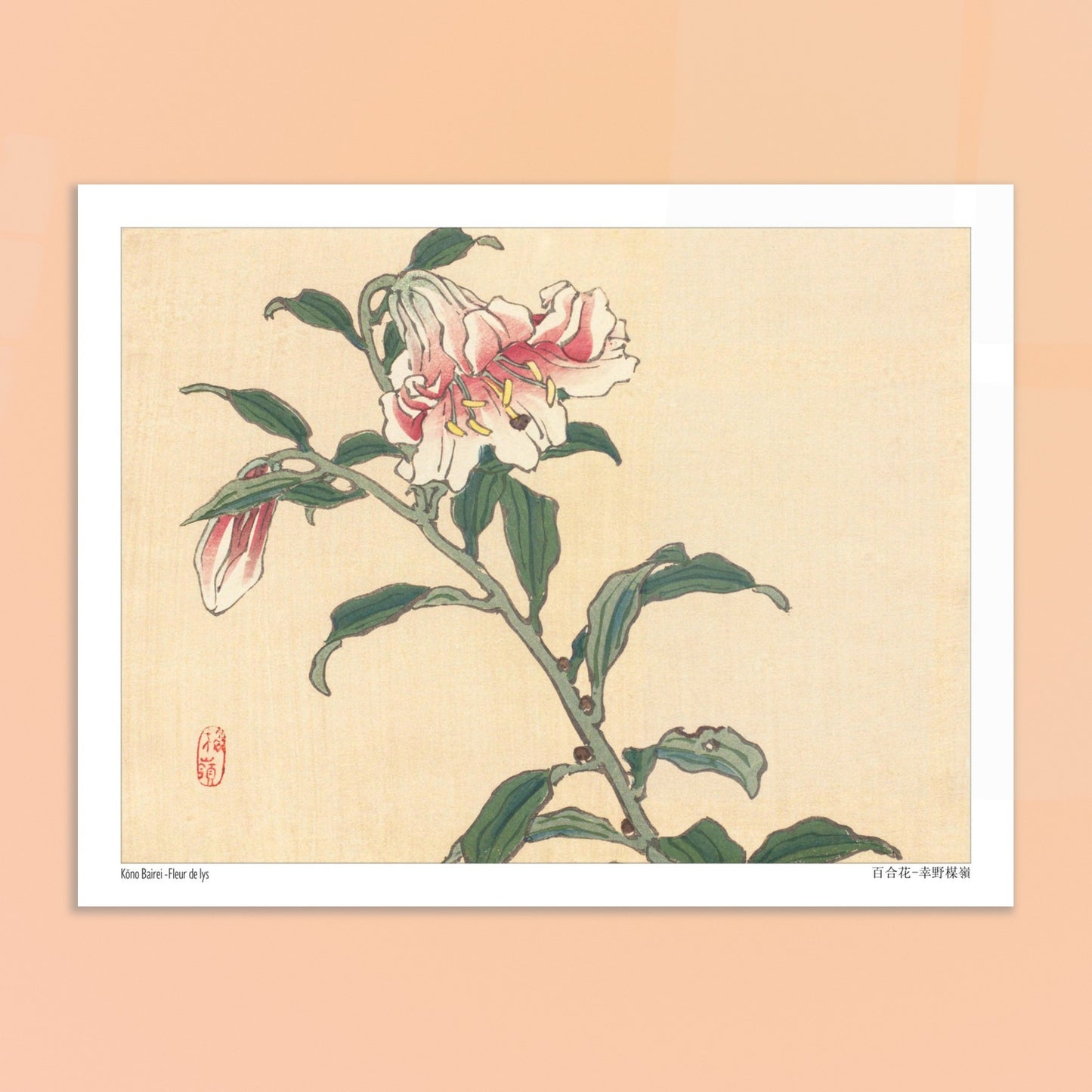 Illustration botanique d'une Fleur de Lys par Kōno Bairei. Illustration botanique d'une fleur de lys rose et blanche, dessinée par Kōno Bairei sur fond beige, avec des feuilles vertes et une tige. Image d'illustration 5