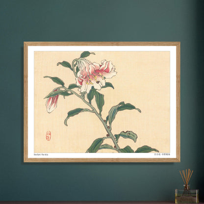 Illustration botanique d'une Fleur de Lys par Kōno Bairei. Illustration botanique d'une fleur de lys rose et blanche, dessinée par Kōno Bairei sur fond beige, avec des feuilles vertes et une tige. Image d'illustration 6