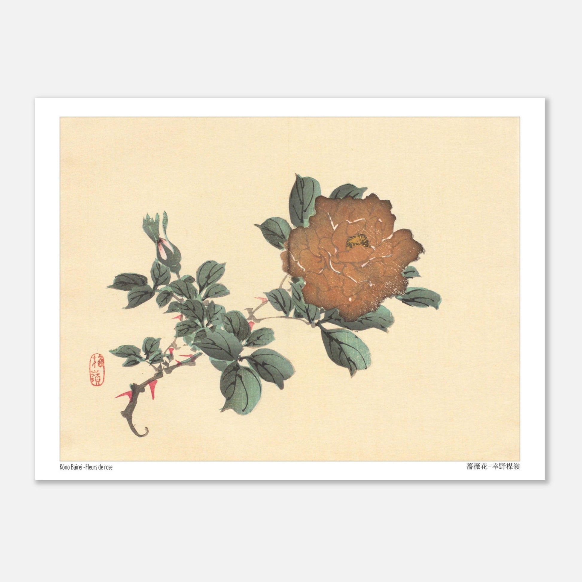 Illustration botanique de Fleurs de Rose par Kōno Bairei (15x20 cm). Illustration botanique d'une fleur de rose brune et de son bourgeon, dessinée par Kōno Bairei sur fond beige, entourée de feuilles vertes.