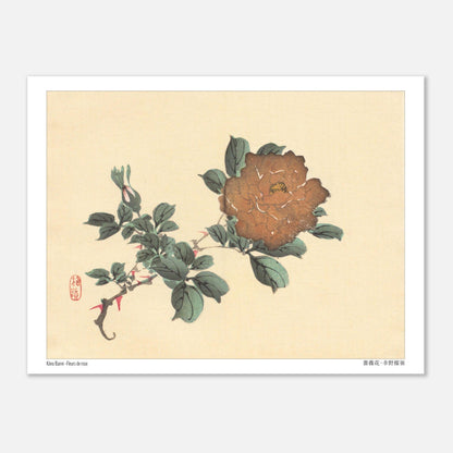Illustration botanique de Fleurs de Rose par Kōno Bairei (15x20 cm). Illustration botanique d'une fleur de rose brune et de son bourgeon, dessinée par Kōno Bairei sur fond beige, entourée de feuilles vertes.