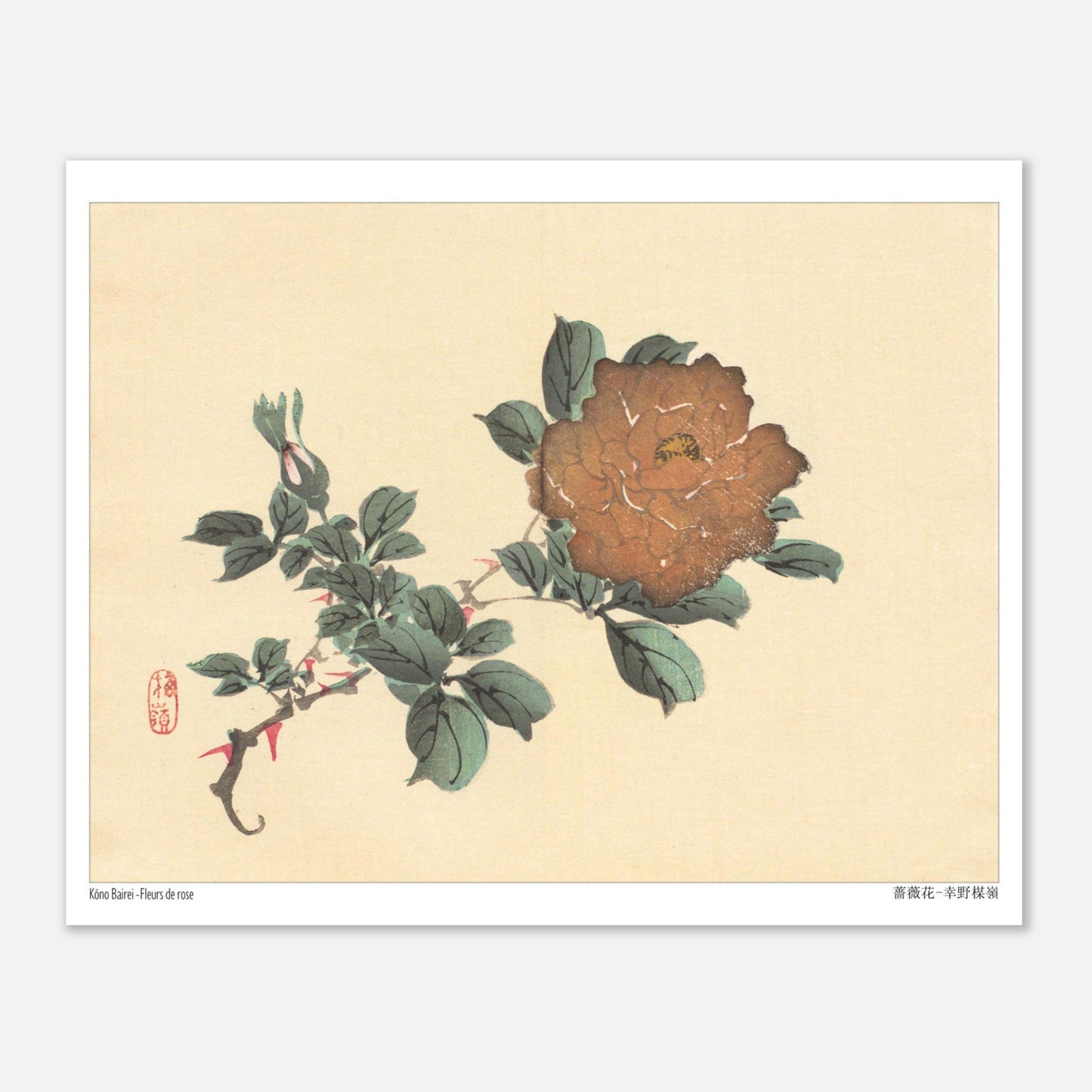 Illustration botanique de Fleurs de Rose par Kōno Bairei (20x25 cm). Illustration botanique d'une fleur de rose brune et de son bourgeon, dessinée par Kōno Bairei sur fond beige, entourée de feuilles vertes.