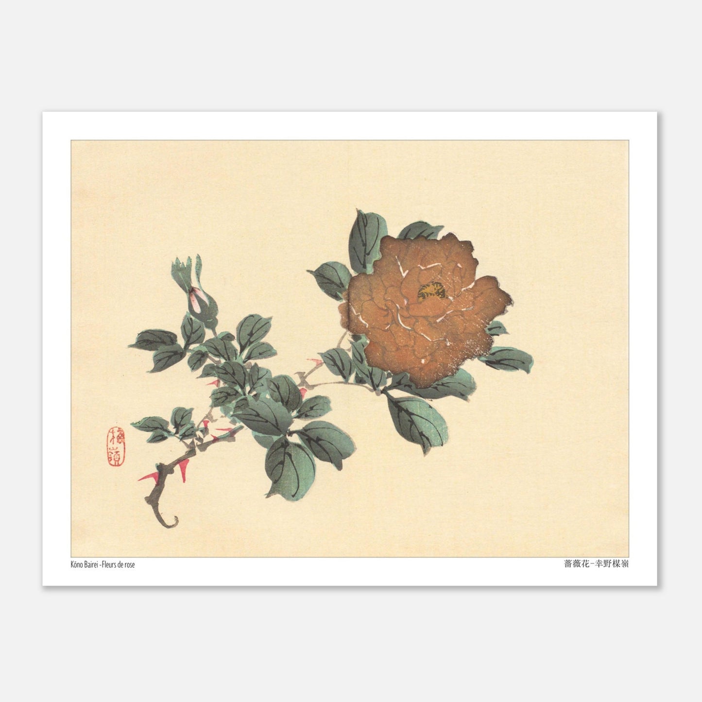Illustration botanique de Fleurs de Rose par Kōno Bairei (27x35 cm). Illustration botanique d'une fleur de rose brune et de son bourgeon, dessinée par Kōno Bairei sur fond beige, entourée de feuilles vertes.