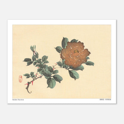 Illustration botanique de Fleurs de Rose par Kōno Bairei (27x35 cm). Illustration botanique d'une fleur de rose brune et de son bourgeon, dessinée par Kōno Bairei sur fond beige, entourée de feuilles vertes.