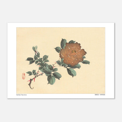 Illustration botanique de Fleurs de Rose par Kōno Bairei (29,7x42 cm (A3)). Illustration botanique d'une fleur de rose brune et de son bourgeon, dessinée par Kōno Bairei sur fond beige, entourée de feuilles vertes.