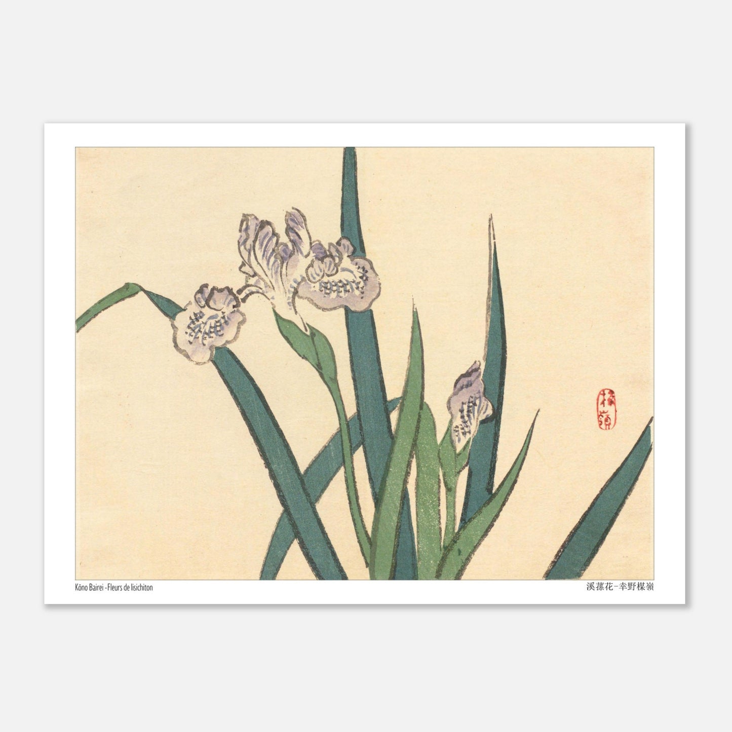Illustration botanique de Fleurs de Lisichiton par Kōno Bairei (15x20 cm). Illustration botanique de Kōno Bairei représentant des fleurs de lisichiton violettes et des feuilles vertes, sur fond beige.