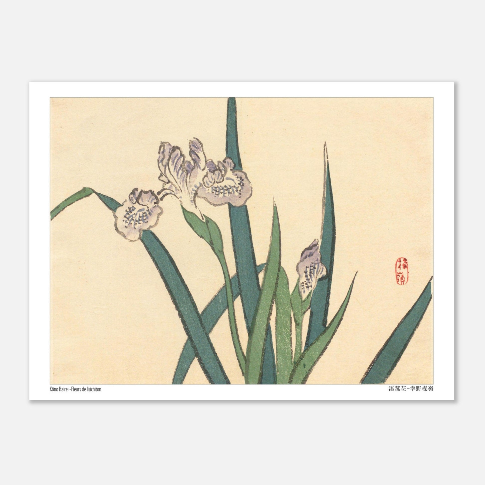 Illustration botanique de Fleurs de Lisichiton par Kōno Bairei (15x20 cm). Illustration botanique de Kōno Bairei représentant des fleurs de lisichiton violettes et des feuilles vertes, sur fond beige.