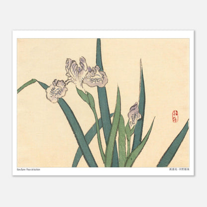 Illustration botanique de Fleurs de Lisichiton par Kōno Bairei (20x25 cm). Illustration botanique de Kōno Bairei représentant des fleurs de lisichiton violettes et des feuilles vertes, sur fond beige.