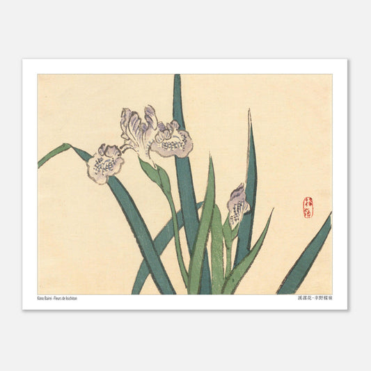 Illustration botanique de Fleurs de Lisichiton par Kōno Bairei (27x35 cm). Illustration botanique de Kōno Bairei représentant des fleurs de lisichiton violettes et des feuilles vertes, sur fond beige.