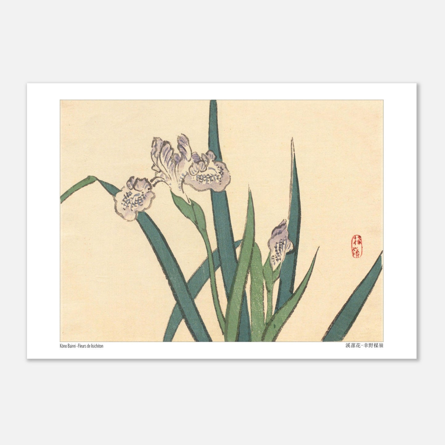 Illustration botanique de Fleurs de Lisichiton par Kōno Bairei (29,7x42 cm (A3)). Illustration botanique de Kōno Bairei représentant des fleurs de lisichiton violettes et des feuilles vertes, sur fond beige.