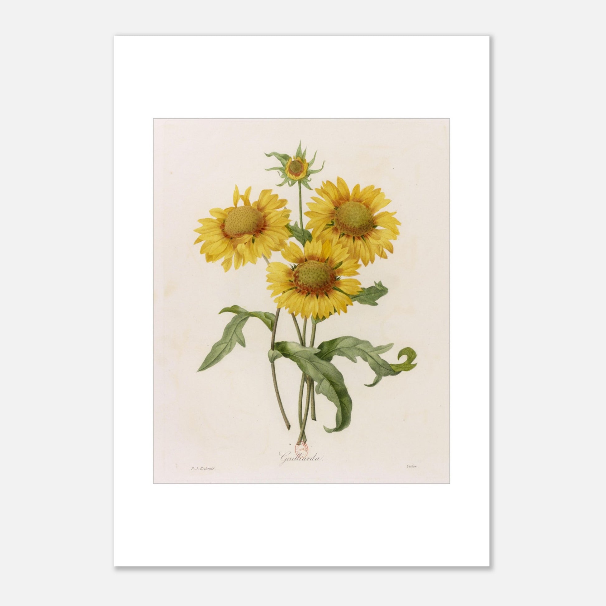 Illustration botanique Gaillarda par Pierre-Joseph Redouté (21x29,7 cm (A4)). Planche botanique de Pierre-Joseph Redouté représentant un bouquet de quatre fleurs de Gaillarde jaunes avec leurs feuilles vertes, sur fond crème.