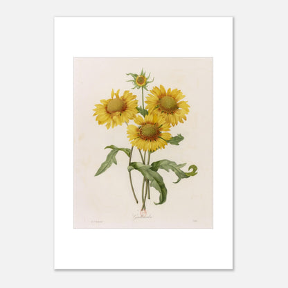 Illustration botanique Gaillarda par Pierre-Joseph Redouté (29,7x42 cm (A3)). Planche botanique de Pierre-Joseph Redouté représentant un bouquet de quatre fleurs de Gaillarde jaunes avec leurs feuilles vertes, sur fond crème.