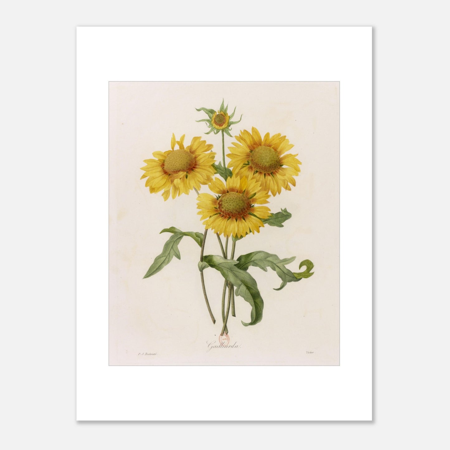 Illustration botanique Gaillarda par Pierre-Joseph Redouté (30x40 cm). Planche botanique de Pierre-Joseph Redouté représentant un bouquet de quatre fleurs de Gaillarde jaunes avec leurs feuilles vertes, sur fond crème.