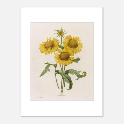 Illustration botanique Gaillarda par Pierre-Joseph Redouté (30x40 cm). Planche botanique de Pierre-Joseph Redouté représentant un bouquet de quatre fleurs de Gaillarde jaunes avec leurs feuilles vertes, sur fond crème.