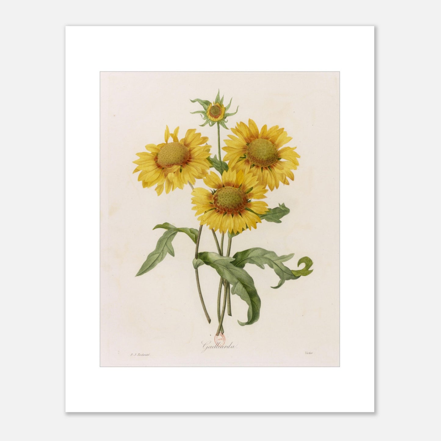 Illustration botanique Gaillarda par Pierre-Joseph Redouté (40x50 cm). Planche botanique de Pierre-Joseph Redouté représentant un bouquet de quatre fleurs de Gaillarde jaunes avec leurs feuilles vertes, sur fond crème.