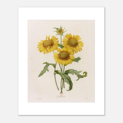 Illustration botanique Gaillarda par Pierre-Joseph Redouté (40x50 cm). Planche botanique de Pierre-Joseph Redouté représentant un bouquet de quatre fleurs de Gaillarde jaunes avec leurs feuilles vertes, sur fond crème.