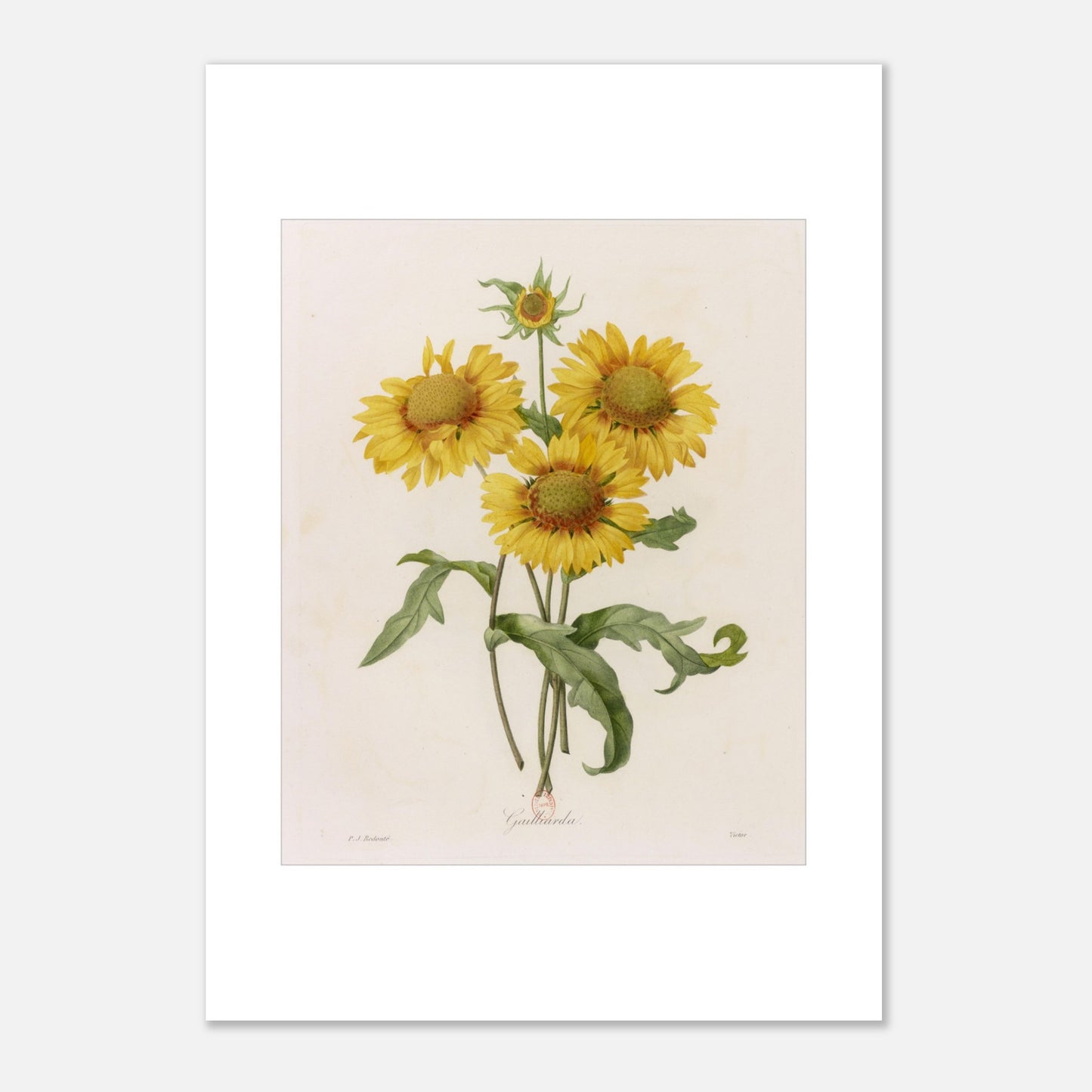 Illustration botanique Gaillarda par Pierre-Joseph Redouté (42x59,4 cm (A2)). Planche botanique de Pierre-Joseph Redouté représentant un bouquet de quatre fleurs de Gaillarde jaunes avec leurs feuilles vertes, sur fond crème.
