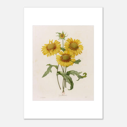 Illustration botanique Gaillarda par Pierre-Joseph Redouté (42x59,4 cm (A2)). Planche botanique de Pierre-Joseph Redouté représentant un bouquet de quatre fleurs de Gaillarde jaunes avec leurs feuilles vertes, sur fond crème.
