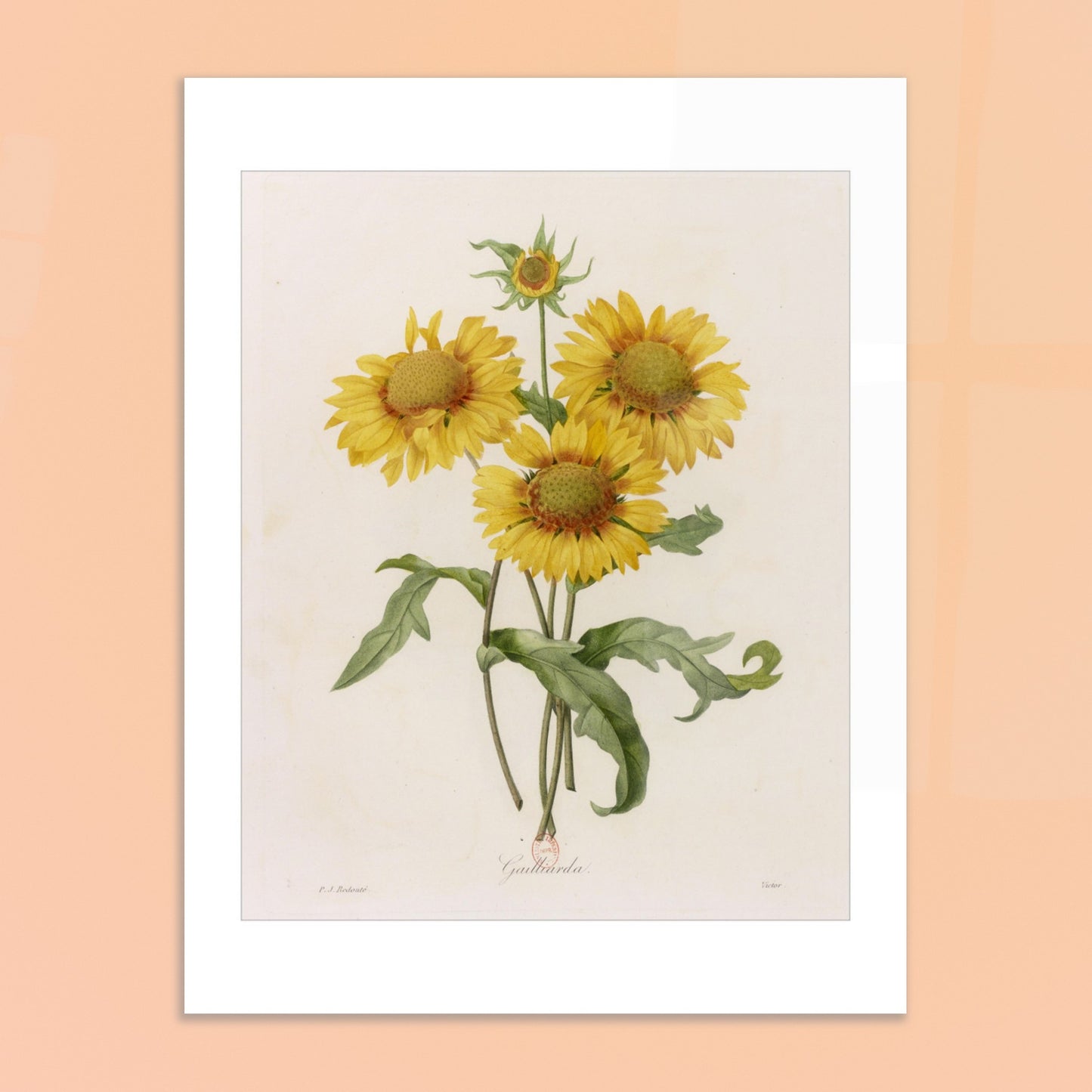 Illustration botanique Gaillarda par Pierre-Joseph Redouté. Planche botanique de Pierre-Joseph Redouté représentant un bouquet de quatre fleurs de Gaillarde jaunes avec leurs feuilles vertes, sur fond crème. Image d'illustration 6