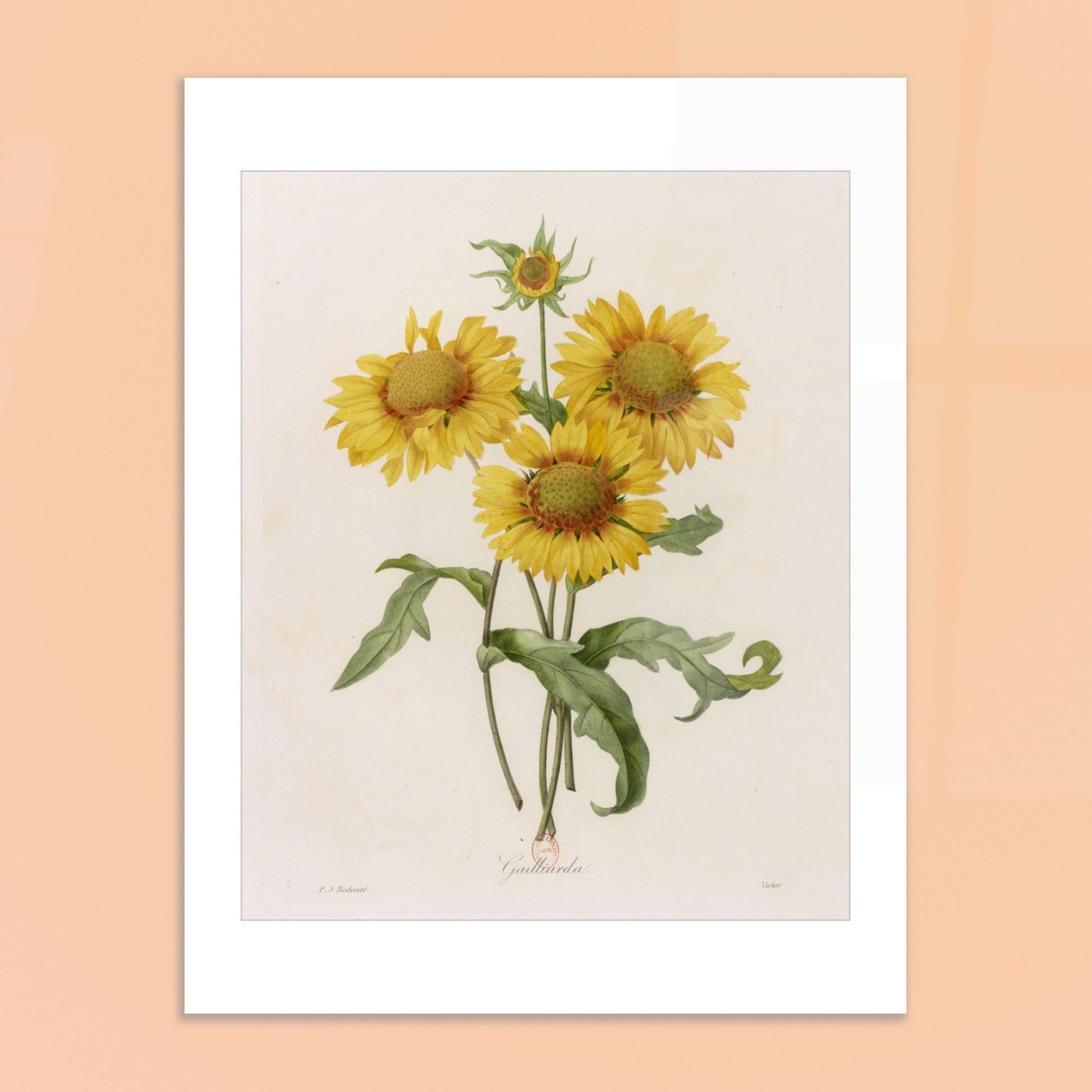 Illustration botanique Gaillarda par Pierre-Joseph Redouté. Planche botanique de Pierre-Joseph Redouté représentant un bouquet de quatre fleurs de Gaillarde jaunes avec leurs feuilles vertes, sur fond crème. Image d'illustration 6