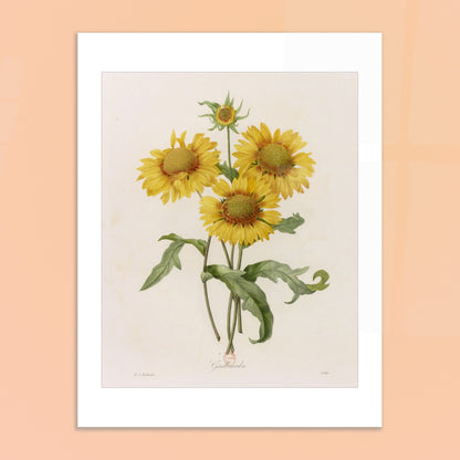 Illustration botanique Gaillarda par Pierre-Joseph Redouté. Planche botanique de Pierre-Joseph Redouté représentant un bouquet de quatre fleurs de Gaillarde jaunes avec leurs feuilles vertes, sur fond crème. Image d'illustration 6