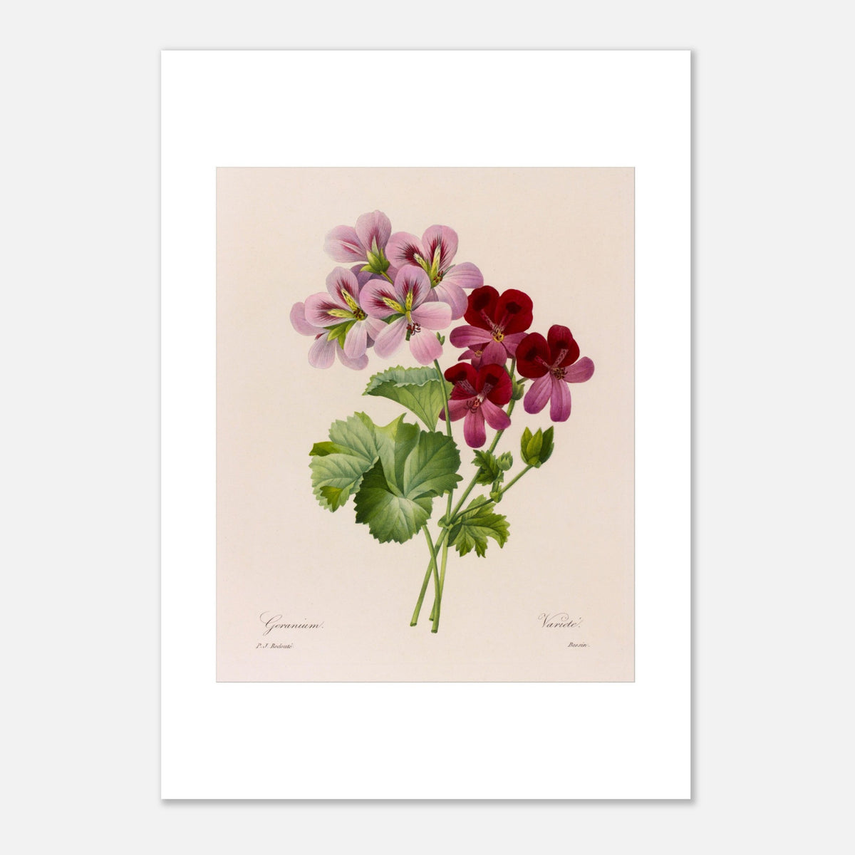 Illustrazione botanica vintage Geranio (Pelargonium) di Redouté (21x29,7 cm (A4)). Tavola botanica di Pierre-Joseph Redouté che mostra uno stelo di geranio con fiori rosa e bordeaux e foglie verdi.