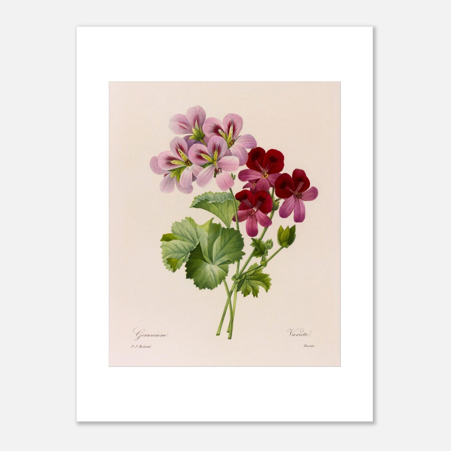Illustration botanique vintage Geranium (Pelargonium) par Redouté (30x40 cm). Planche botanique de Pierre-Joseph Redouté montrant une tige de géranium avec des fleurs roses et bordeaux et des feuilles vertes.
