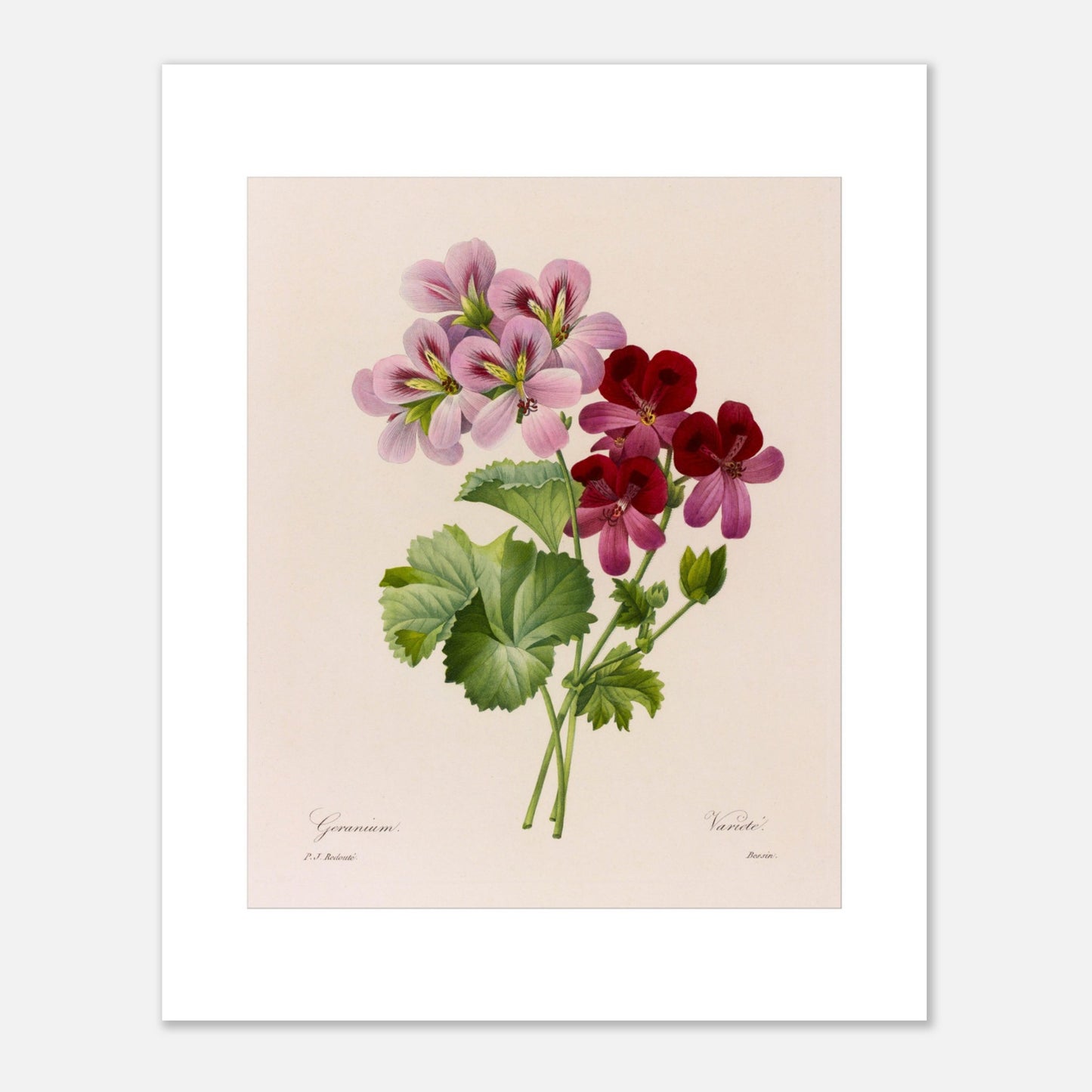 Illustration botanique vintage Geranium (Pelargonium) par Redouté (40x50 cm). Planche botanique de Pierre-Joseph Redouté montrant une tige de géranium avec des fleurs roses et bordeaux et des feuilles vertes.