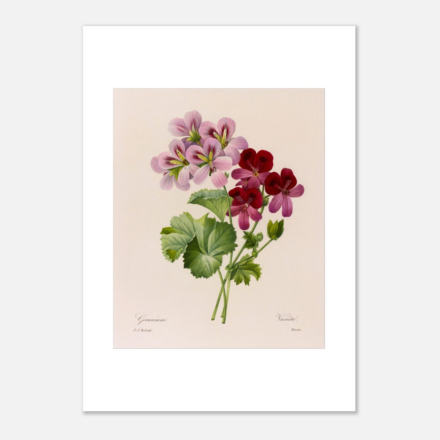 Illustration botanique vintage Geranium (Pelargonium) par Redouté (42x59,4 cm (A2)). Planche botanique de Pierre-Joseph Redouté montrant une tige de géranium avec des fleurs roses et bordeaux et des feuilles vertes.
