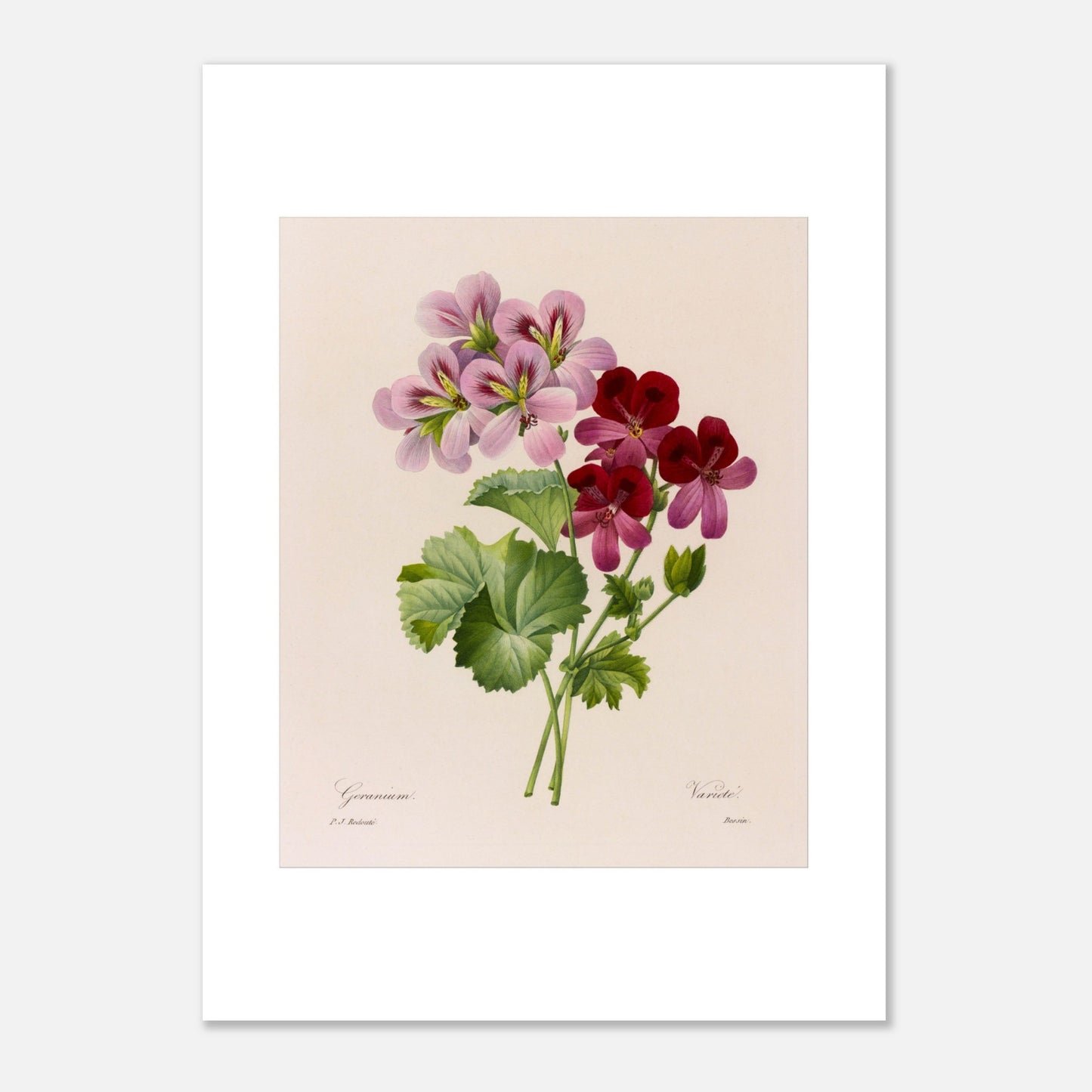 Illustration botanique vintage Geranium (Pelargonium) par Redouté (50x70 cm). Planche botanique de Pierre-Joseph Redouté montrant une tige de géranium avec des fleurs roses et bordeaux et des feuilles vertes.