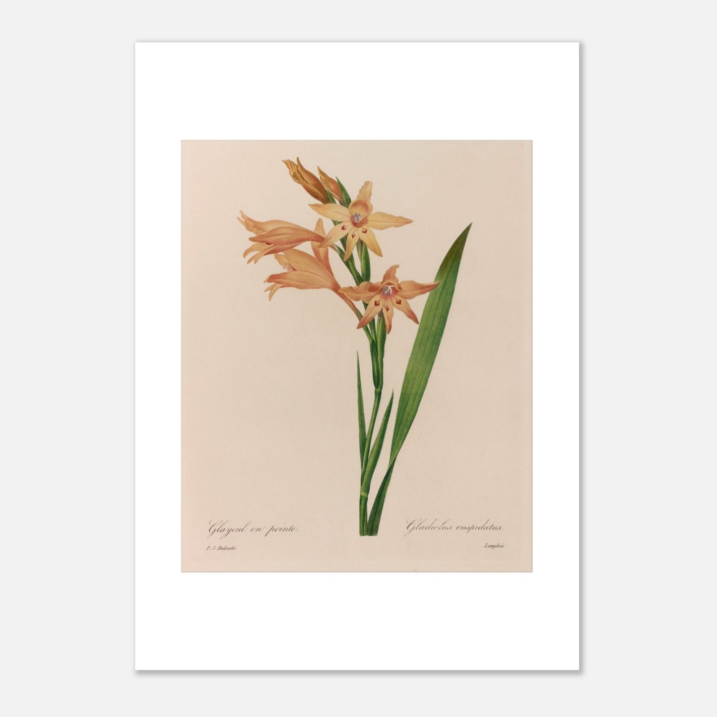 Illustration botanique ancienne Glaïeul en Pointe par P.J. Redouté (21x29,7 cm (A4)). Planche botanique d'un Glaïeul en Pointe par Pierre-Joseph Redouté, illustrant des fleurs orange pâle aux formes étoilées avec des taches rouges au centre, sur une tige verte avec une longue feuille.