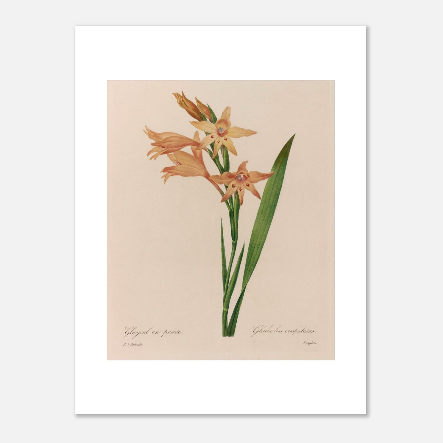 Illustration botanique ancienne Glaïeul en Pointe par P.J. Redouté (30x40 cm). Planche botanique d'un Glaïeul en Pointe par Pierre-Joseph Redouté, illustrant des fleurs orange pâle aux formes étoilées avec des taches rouges au centre, sur une tige verte avec une longue feuille.