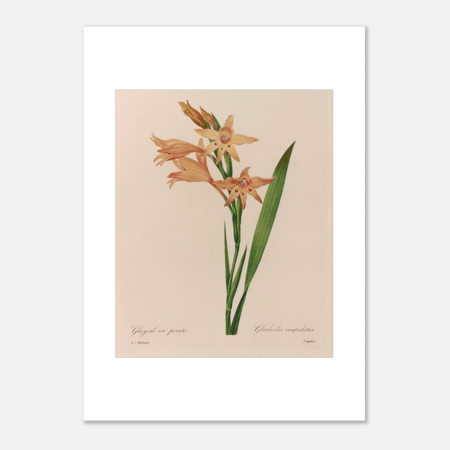 Illustration botanique ancienne Glaïeul en Pointe par P.J. Redouté (50x70 cm). Planche botanique d'un Glaïeul en Pointe par Pierre-Joseph Redouté, illustrant des fleurs orange pâle aux formes étoilées avec des taches rouges au centre, sur une tige verte avec une longue feuille.