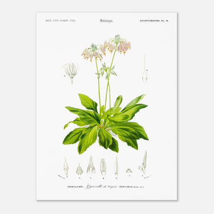 Illustration botanique ancienne : Gyroselle de Virginie par d'Orbigny (30x40 cm). Illustration botanique d'une plante à fleurs roses, avec de nombreuses feuilles vertes et des détails des fleurs et des fruits.