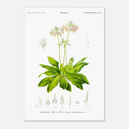 Illustration botanique ancienne : Gyroselle de Virginie par d'Orbigny (42x59,4 cm (A2)). Illustration botanique d'une plante à fleurs roses, avec de nombreuses feuilles vertes et des détails des fleurs et des fruits.