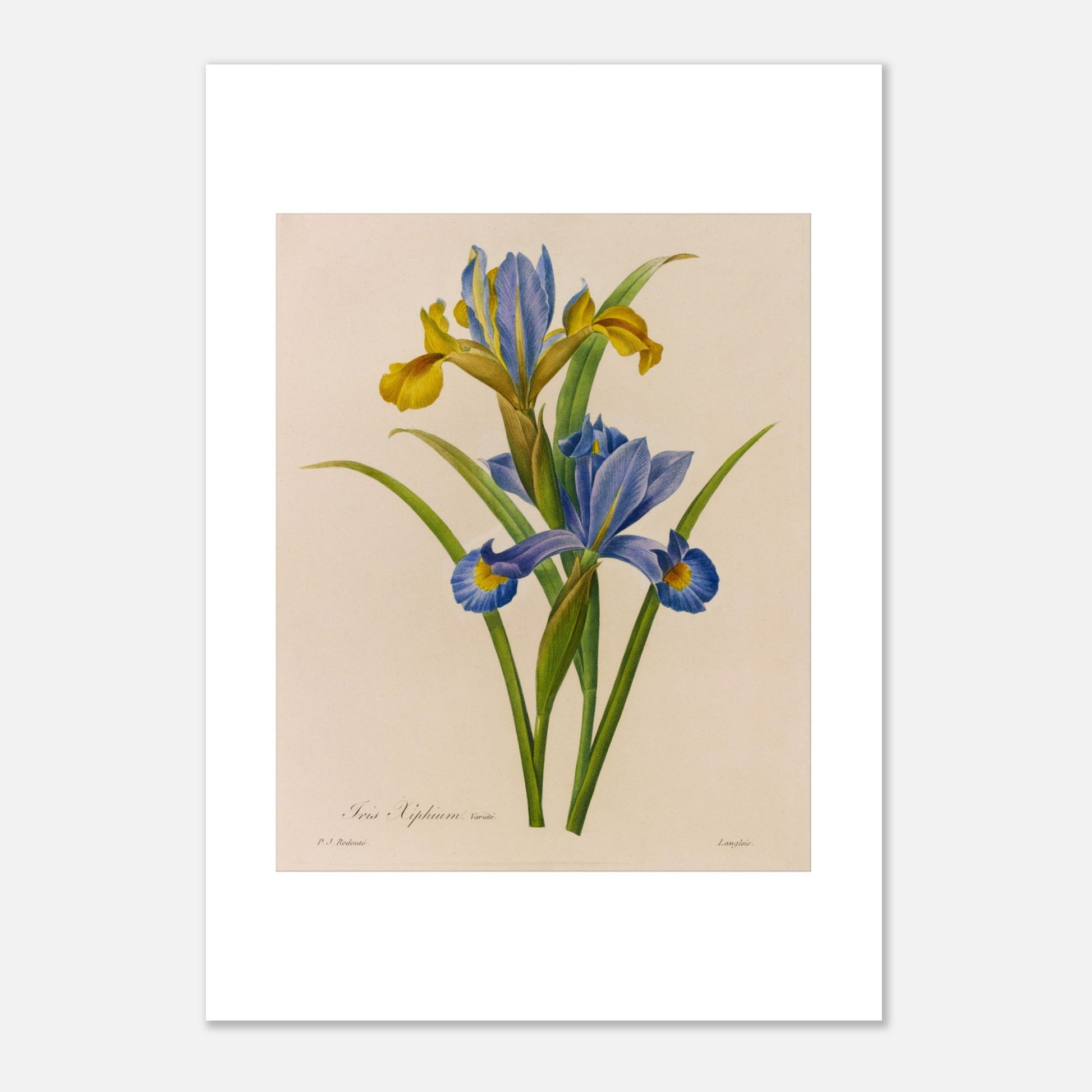 Illustration botanique Iris Xiphium par Pierre-Joseph Redouté (1827) (21x29,7 cm (A4)). Illustration botanique ancienne de deux iris par Pierre-Joseph Redouté, l'un aux pétales bleus et jaunes, l'autre jaune.