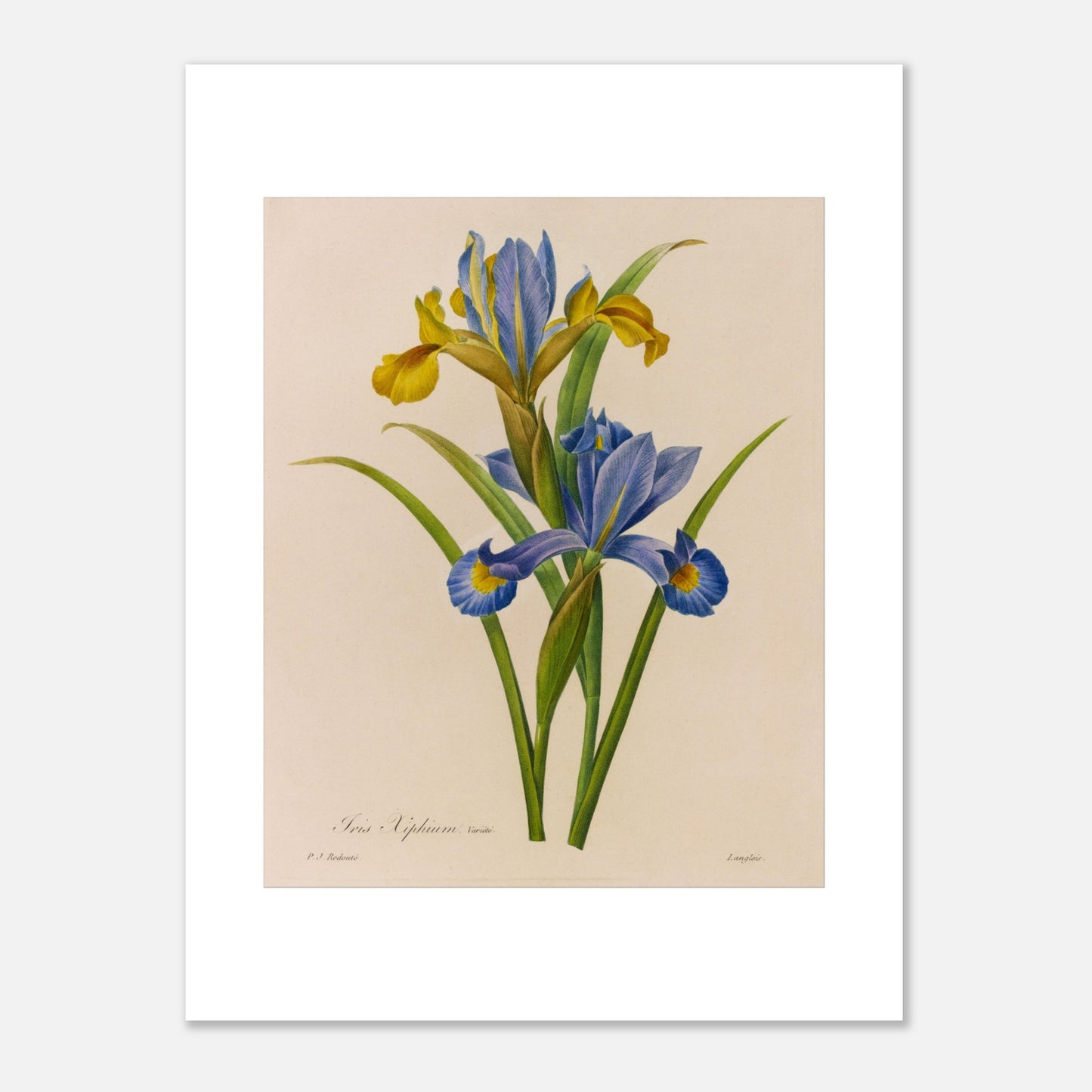 Illustration botanique Iris Xiphium par Pierre-Joseph Redouté (1827) (30x40 cm). Illustration botanique ancienne de deux iris par Pierre-Joseph Redouté, l'un aux pétales bleus et jaunes, l'autre jaune.