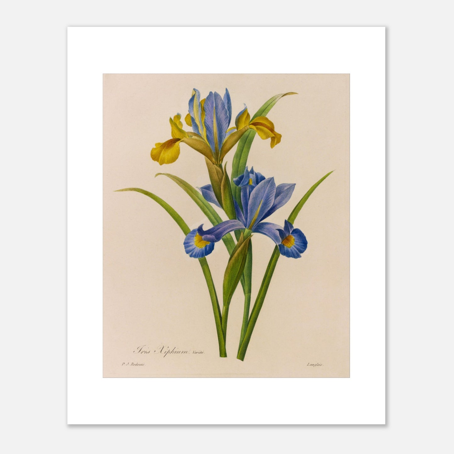 Illustration botanique Iris Xiphium par Pierre-Joseph Redouté (1827) (40x50 cm). Illustration botanique ancienne de deux iris par Pierre-Joseph Redouté, l'un aux pétales bleus et jaunes, l'autre jaune.